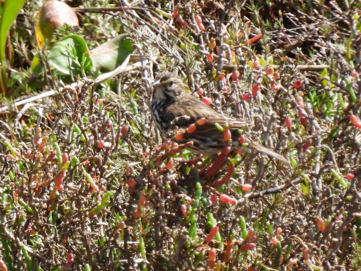 Savannah Sparrow - ML615882659