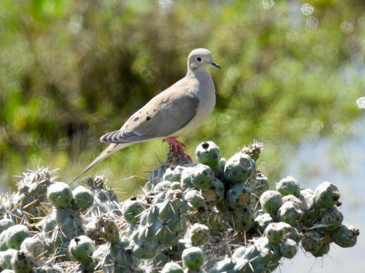 Mourning Dove - Martha Wild