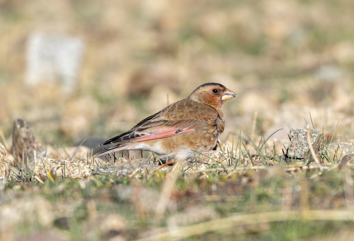 Crimson-winged Finch (African) - Michael Booker