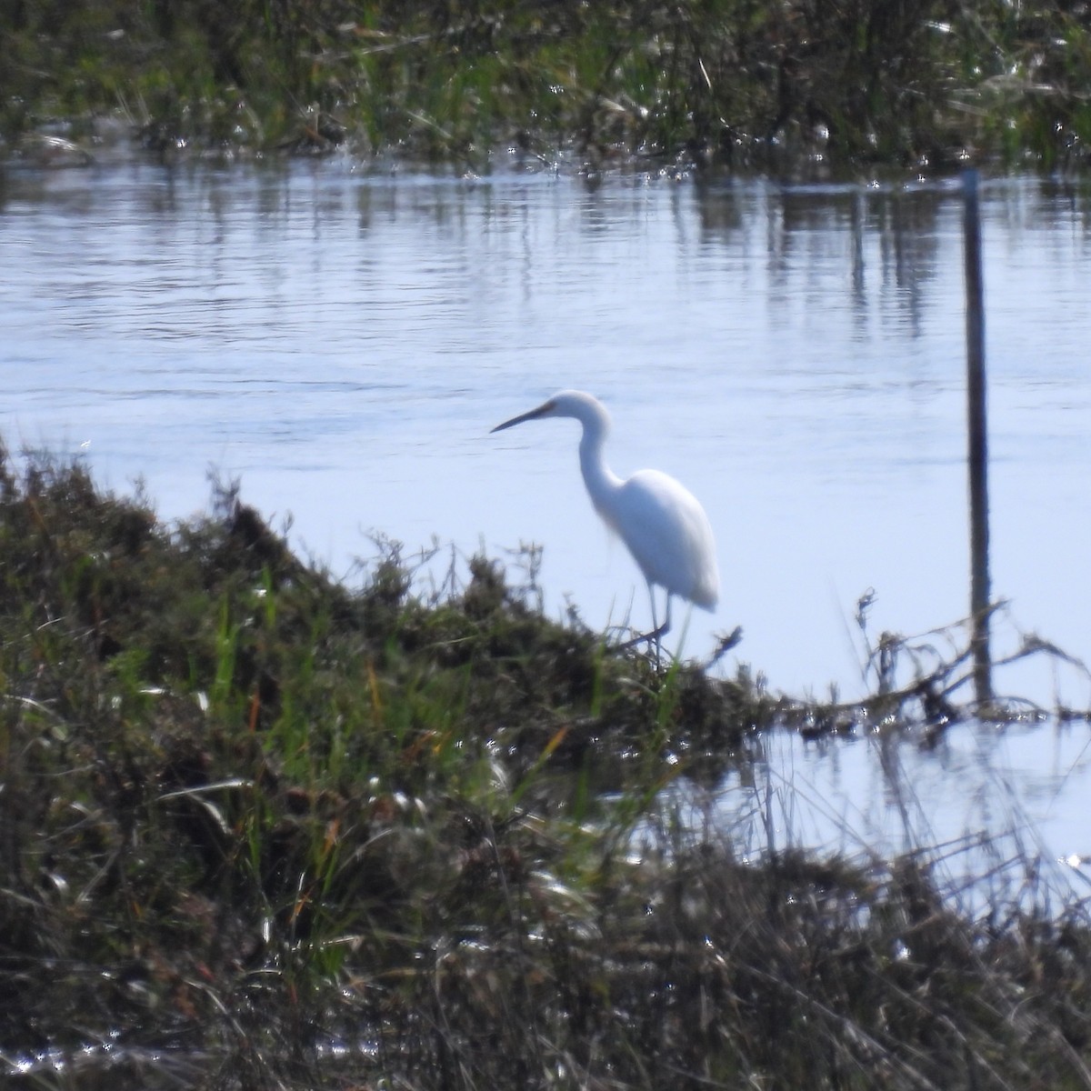 Great Egret - ML615882688