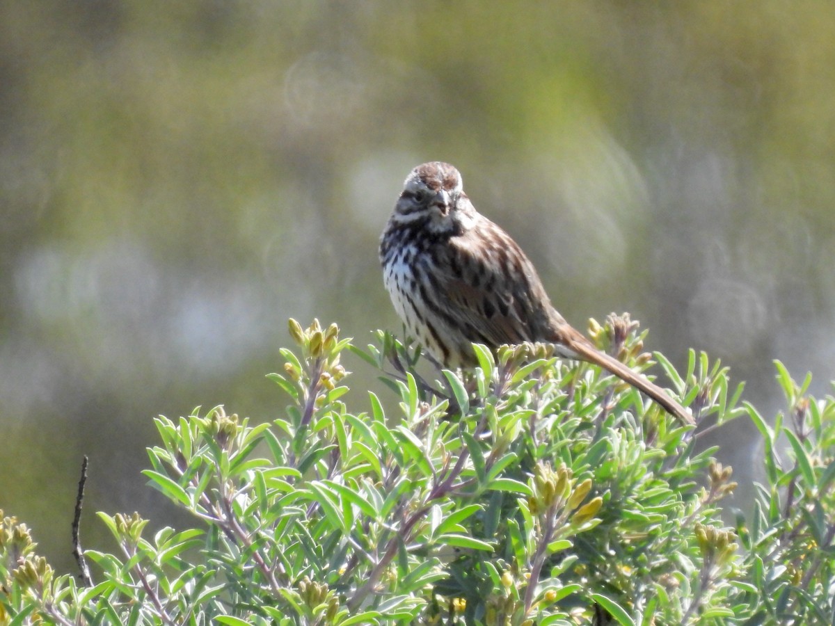 Song Sparrow - ML615882694