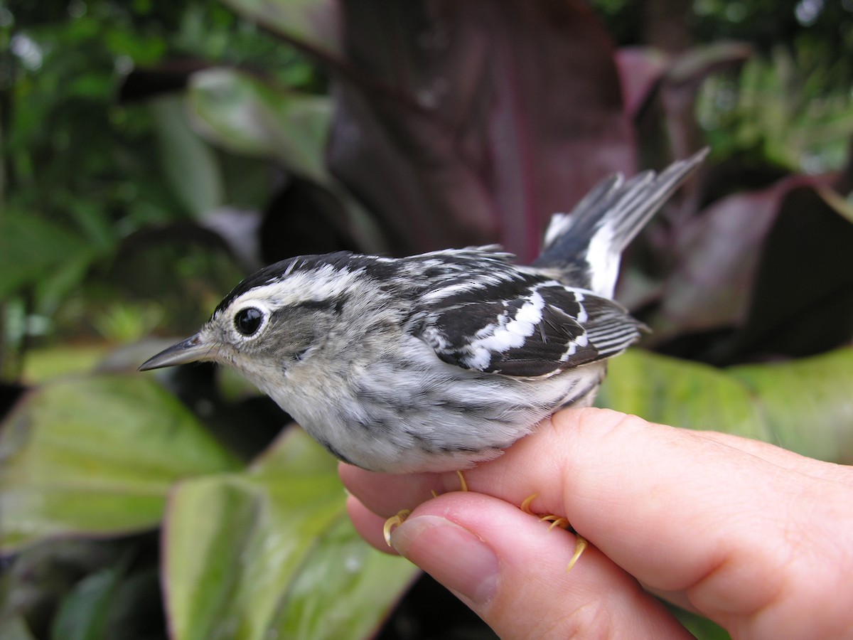 Black-and-white Warbler - ML615882697