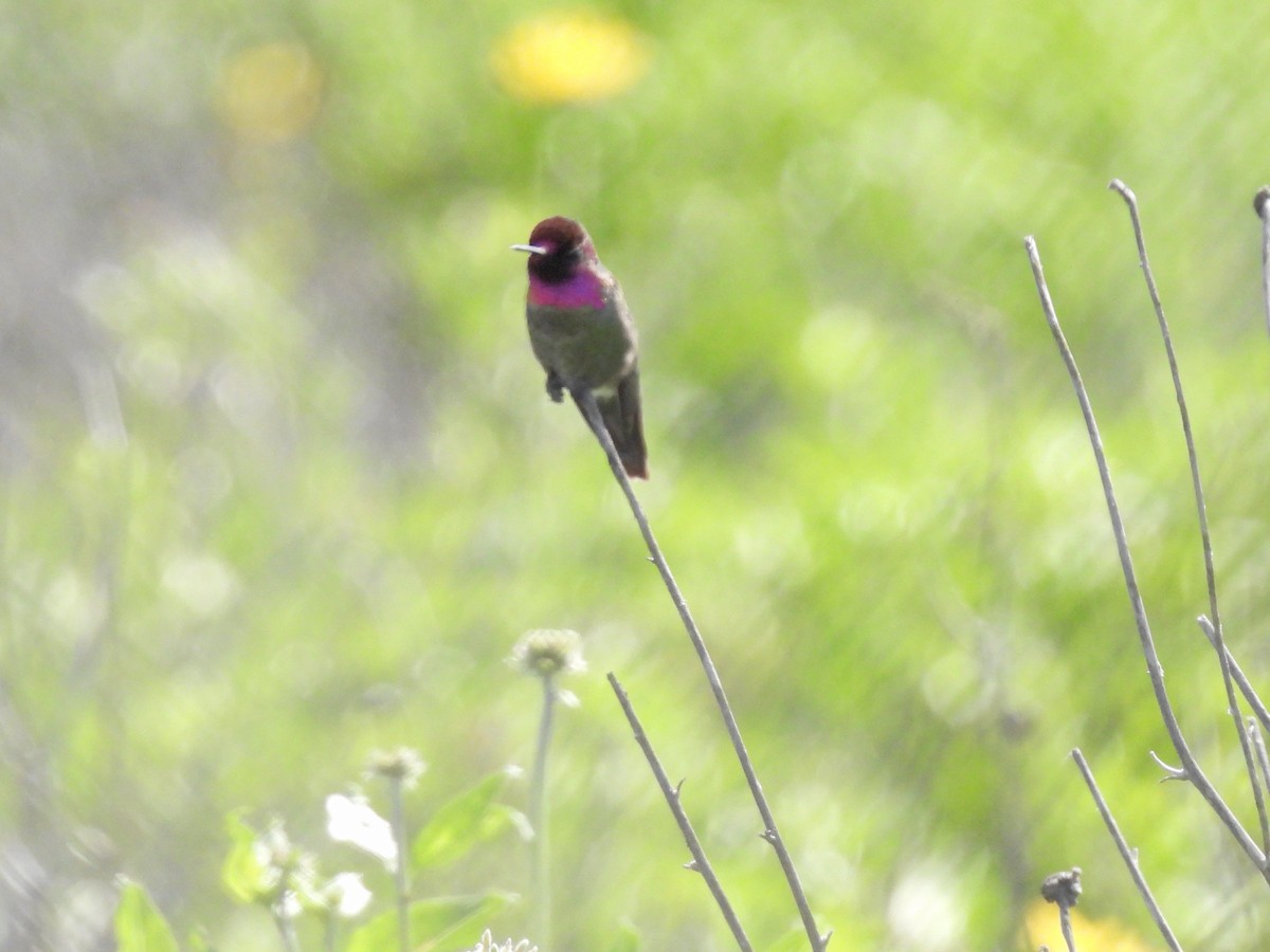 Anna's Hummingbird - Martha Wild