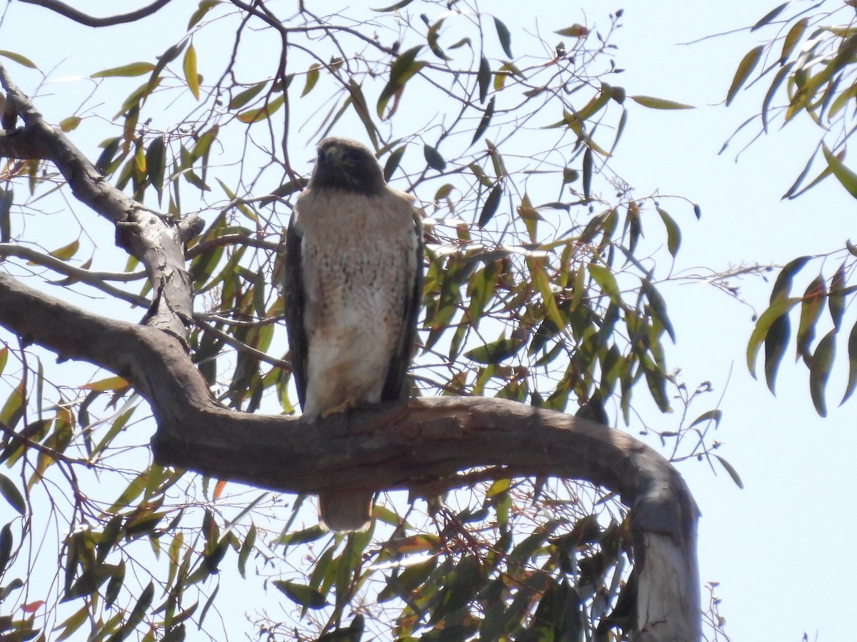 Red-tailed Hawk - ML615882717