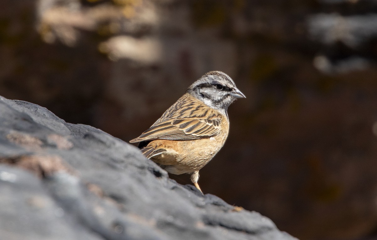 Rock Bunting - ML615882722