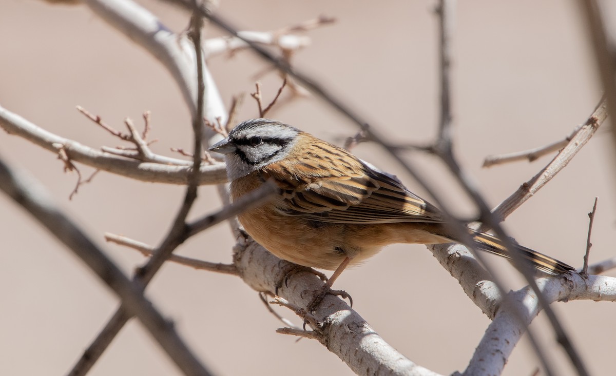 Rock Bunting - ML615882723