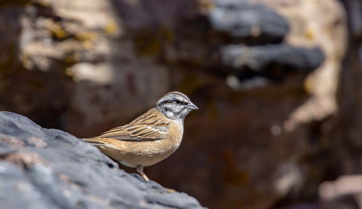 Rock Bunting - Michael Booker