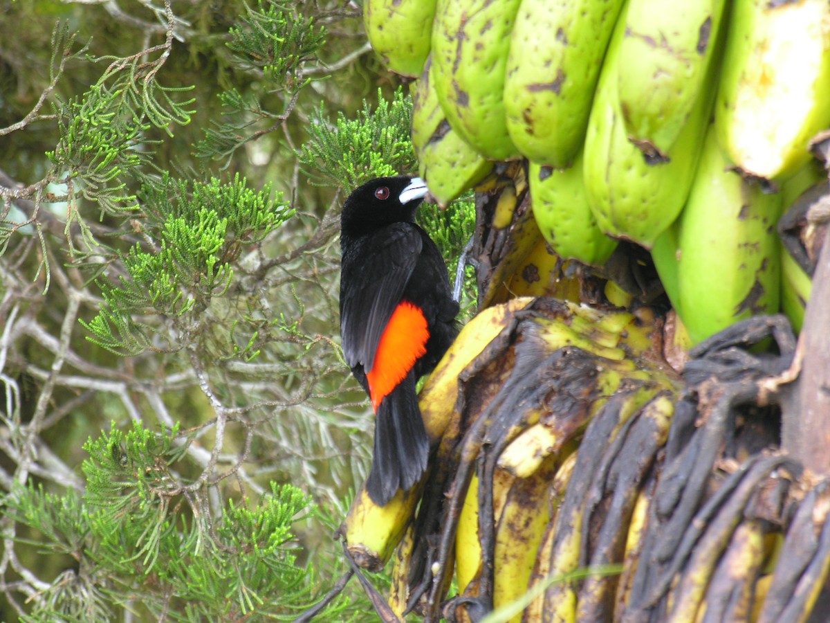 Scarlet-rumped Tanager - ML615882754