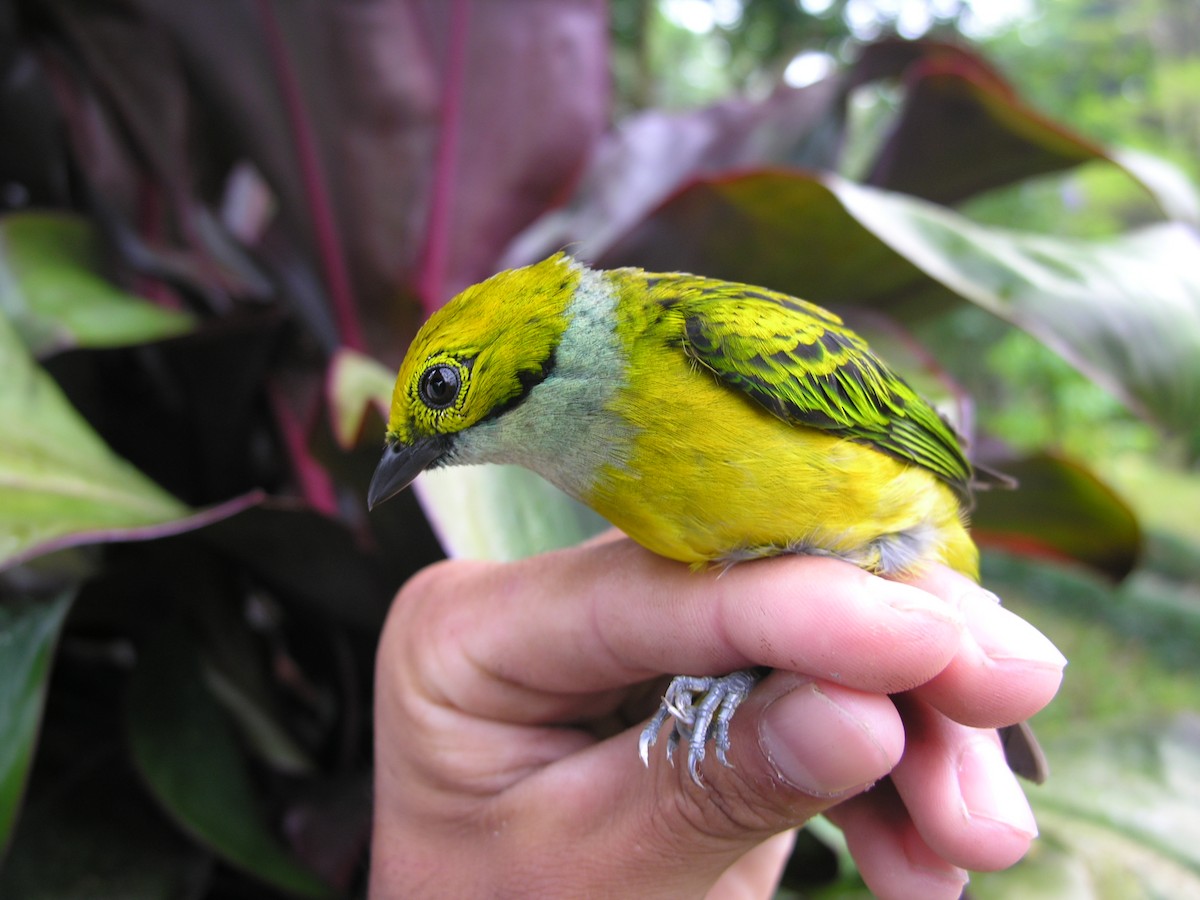 Silver-throated Tanager - ML615882781