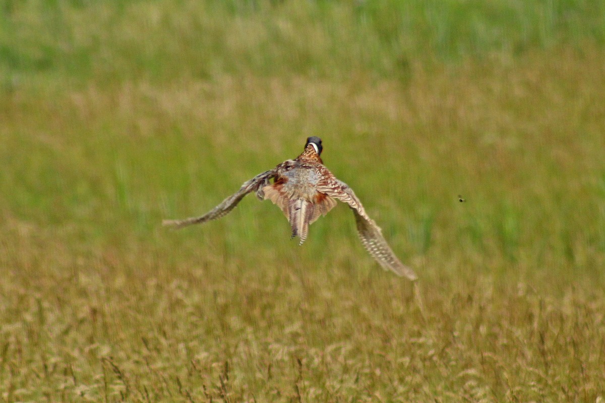 Ring-necked Pheasant - Corey Finger