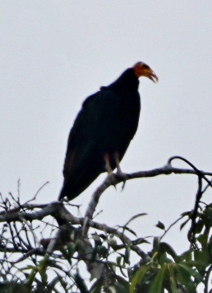 Greater Yellow-headed Vulture - ML615882812