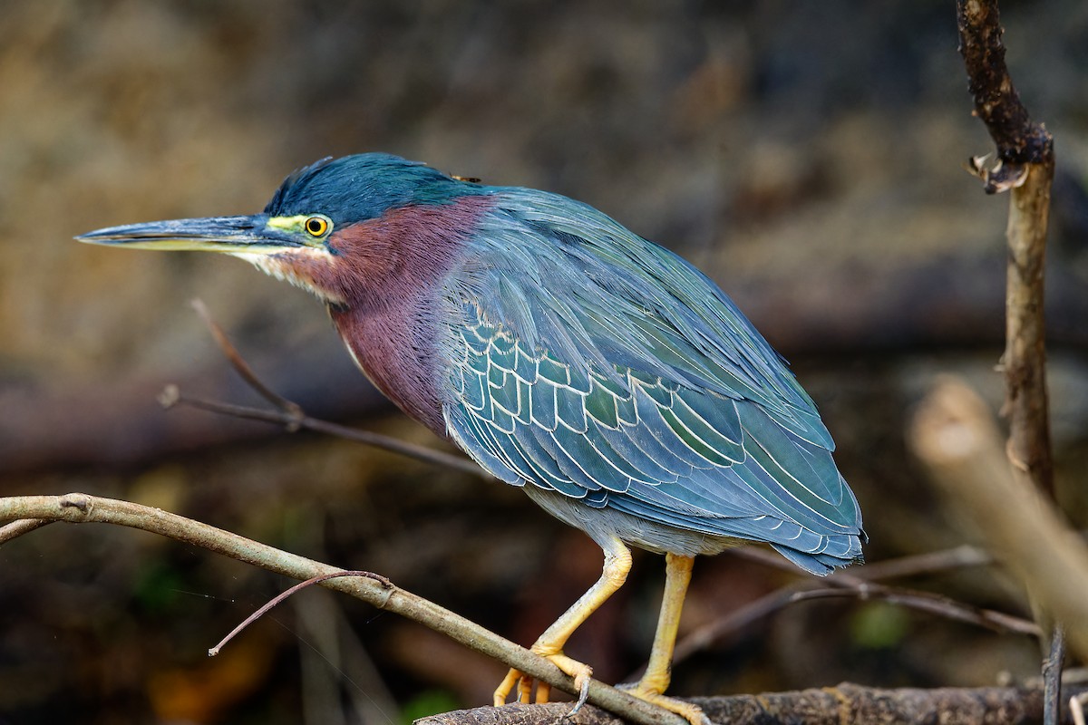 volavka zelenavá - ML615882817