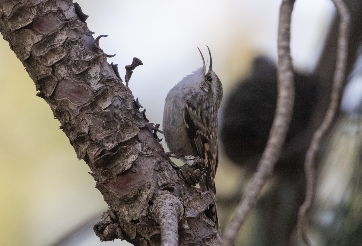 Short-toed Treecreeper - ML615882828