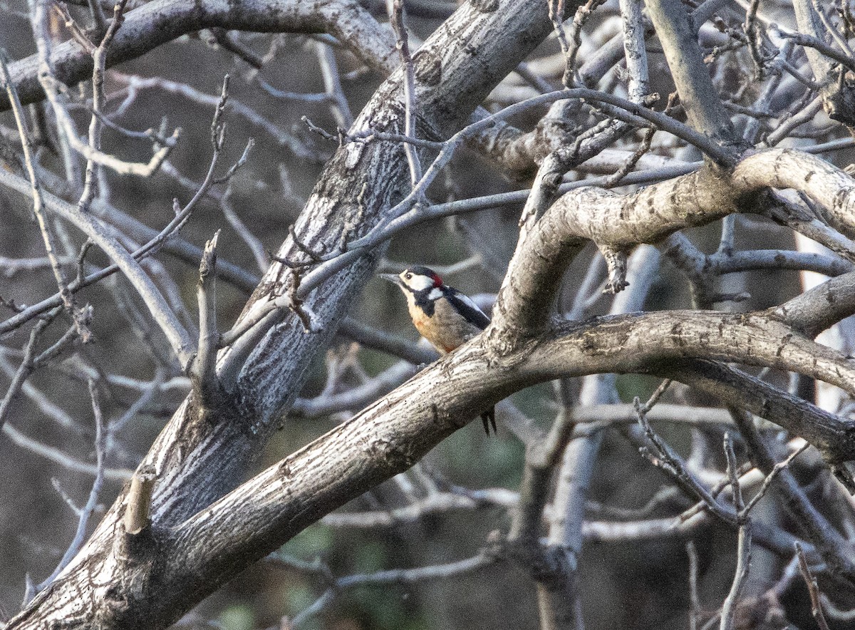 Great Spotted Woodpecker (Atlas) - Michael Booker