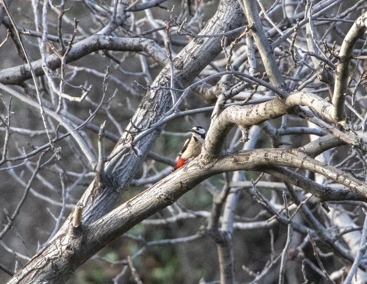 Great Spotted Woodpecker (Atlas) - Michael Booker