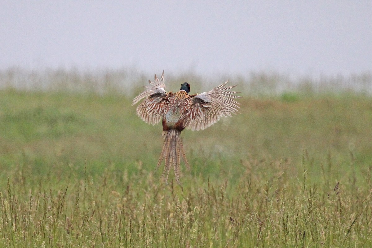 Ring-necked Pheasant - ML615882920