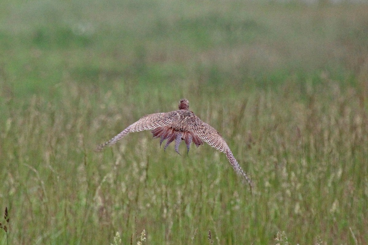 Ring-necked Pheasant - Corey Finger