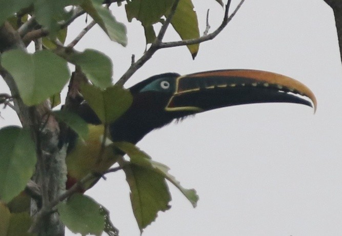 Chestnut-eared Aracari - ML615882926