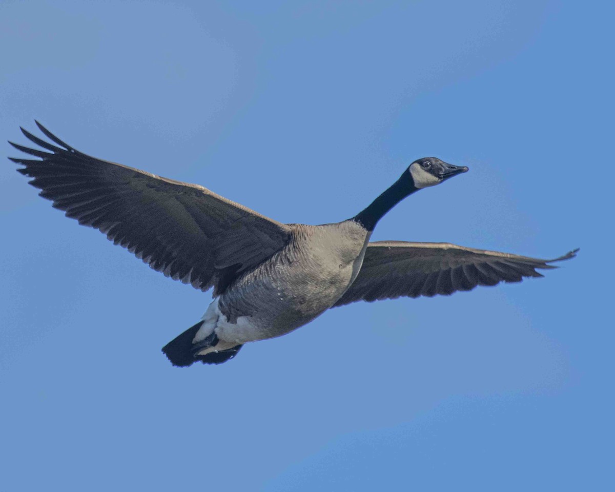 Canada Goose - ML615882951