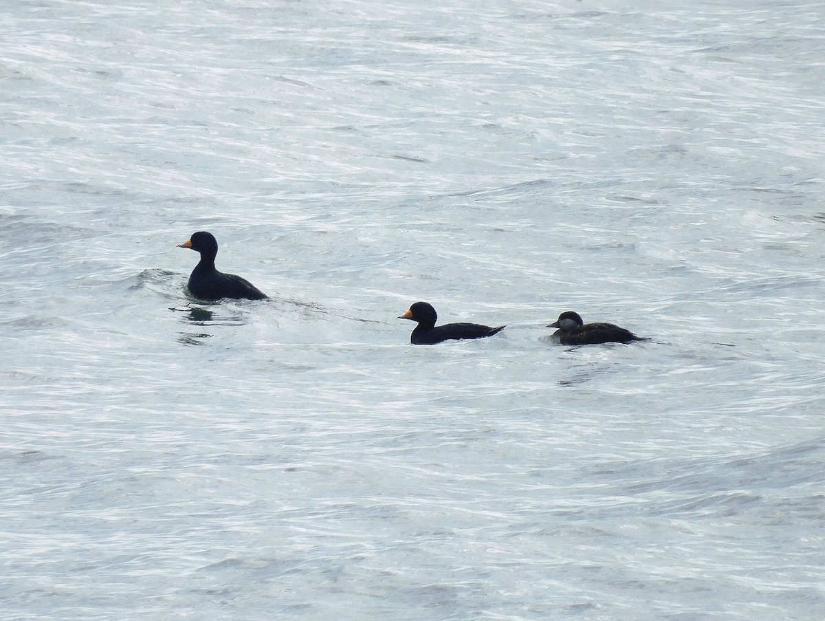 Black Scoter - Asher Perkins