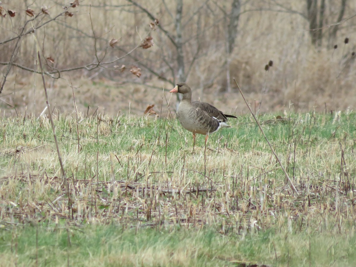 Greater White-fronted Goose - ML615883007