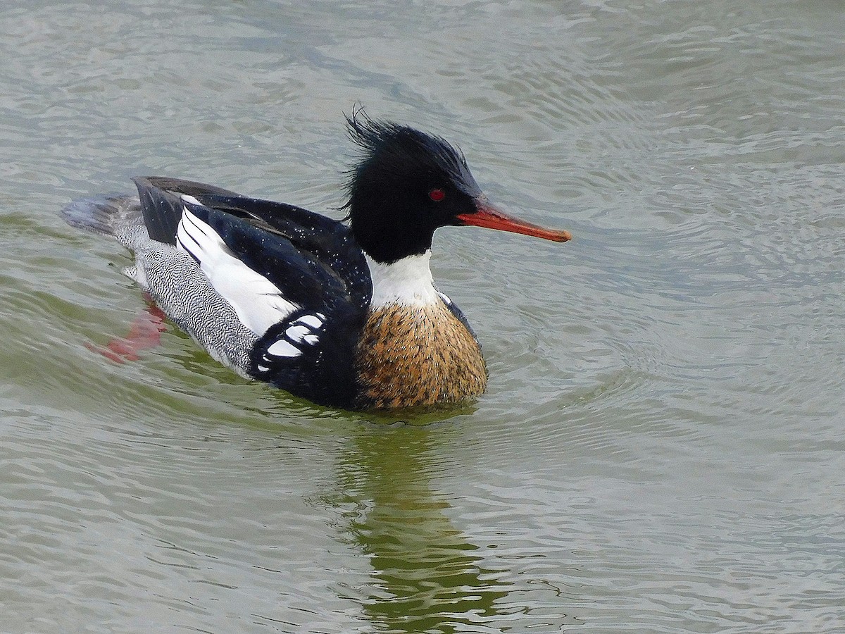 Red-breasted Merganser - ML615883014