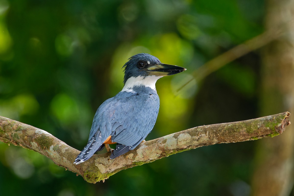 Ringed Kingfisher - ML615883034