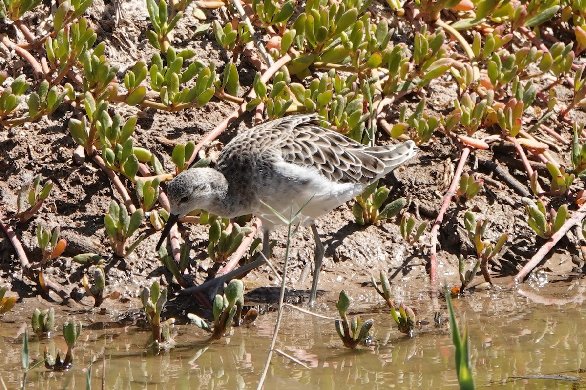 Combattant varié - ML615883045