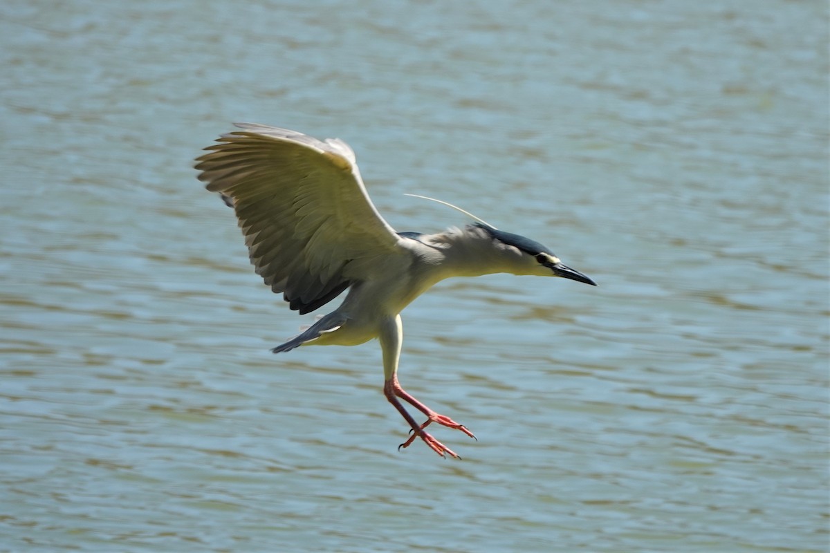 Black-crowned Night Heron - ML615883062