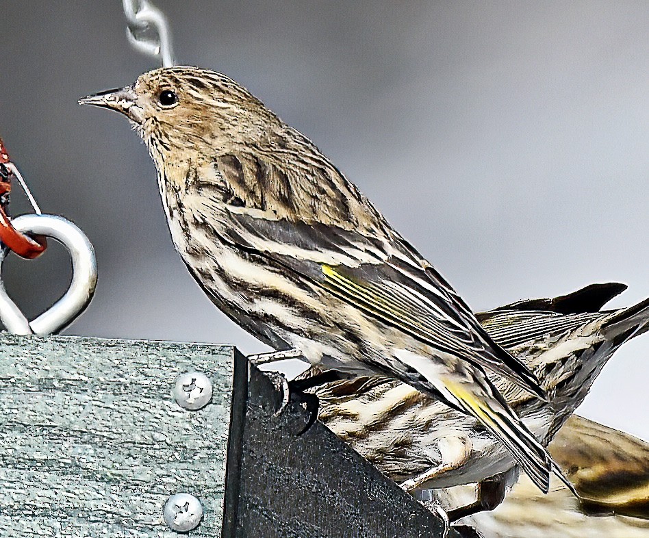 Pine Siskin - ML615883066