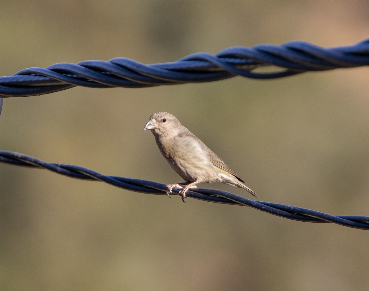 Red Crossbill (North African) - ML615883073