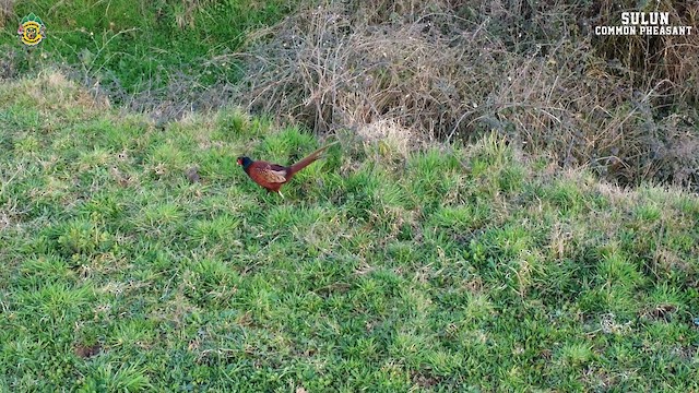 Ring-necked Pheasant - ML615883078