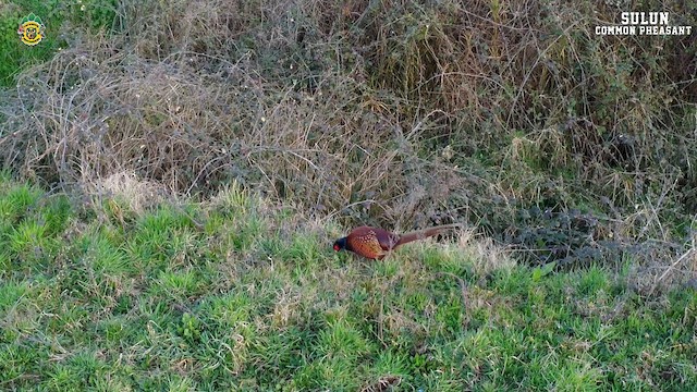 Ring-necked Pheasant - ML615883079