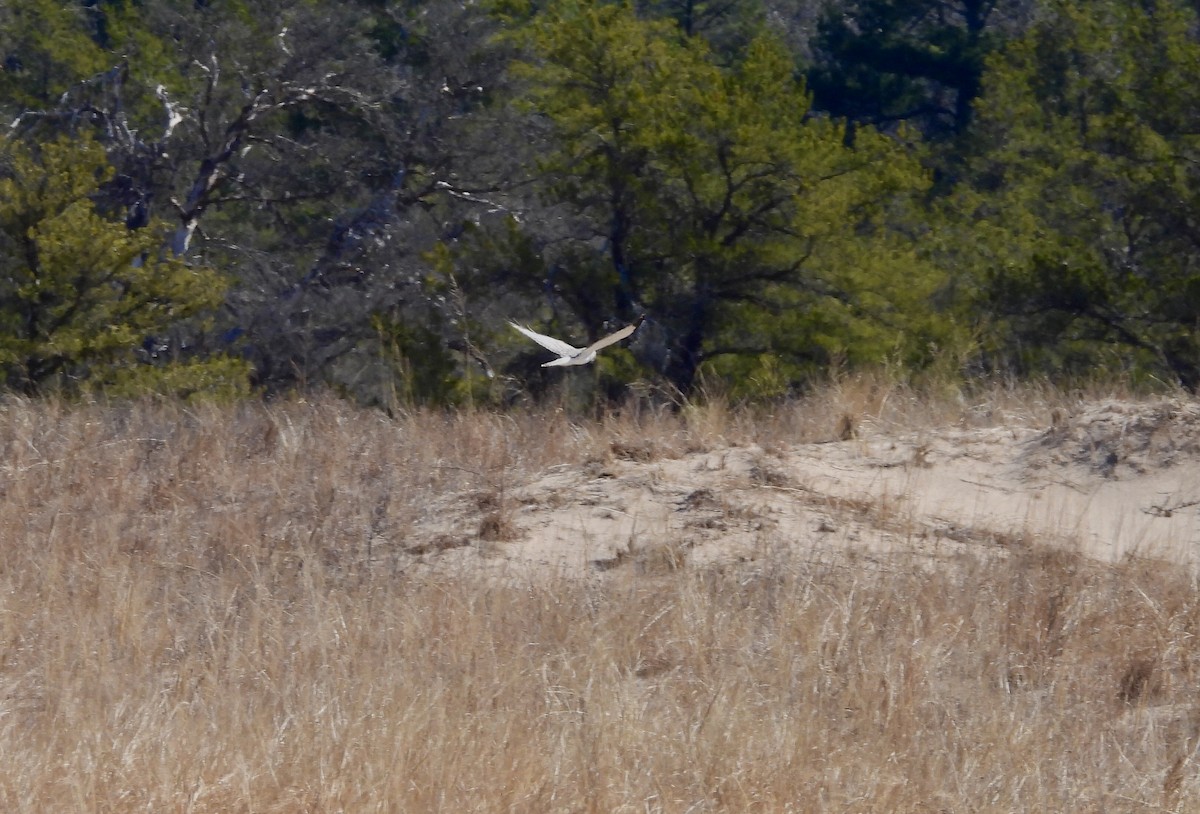 Northern Harrier - ML615883100