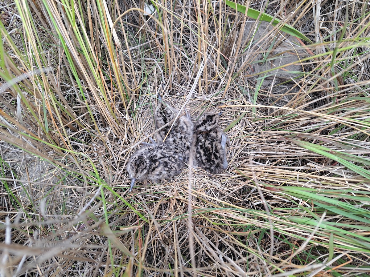 Willet (Eastern) - mario balitbit