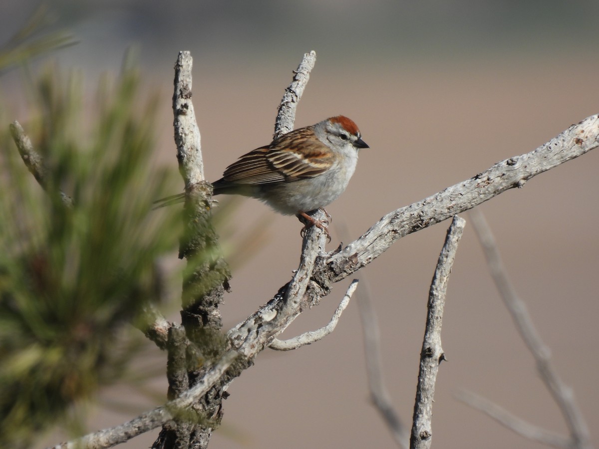 Chipping Sparrow - ML615883104