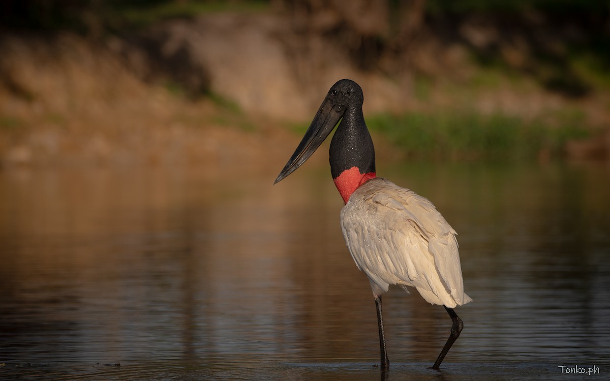 Jabiru - Carlos Maure