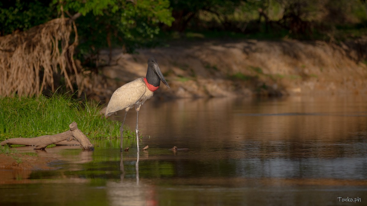 Jabiru d'Amérique - ML615883112