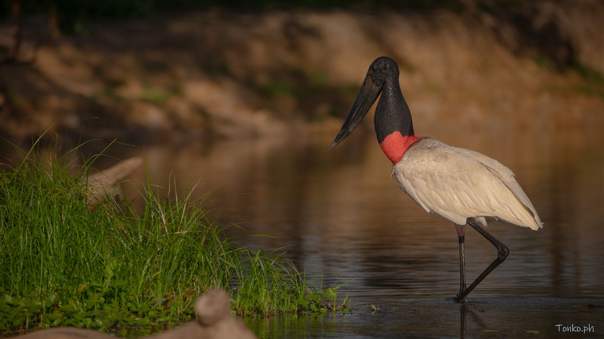 čáp jabiru - ML615883115