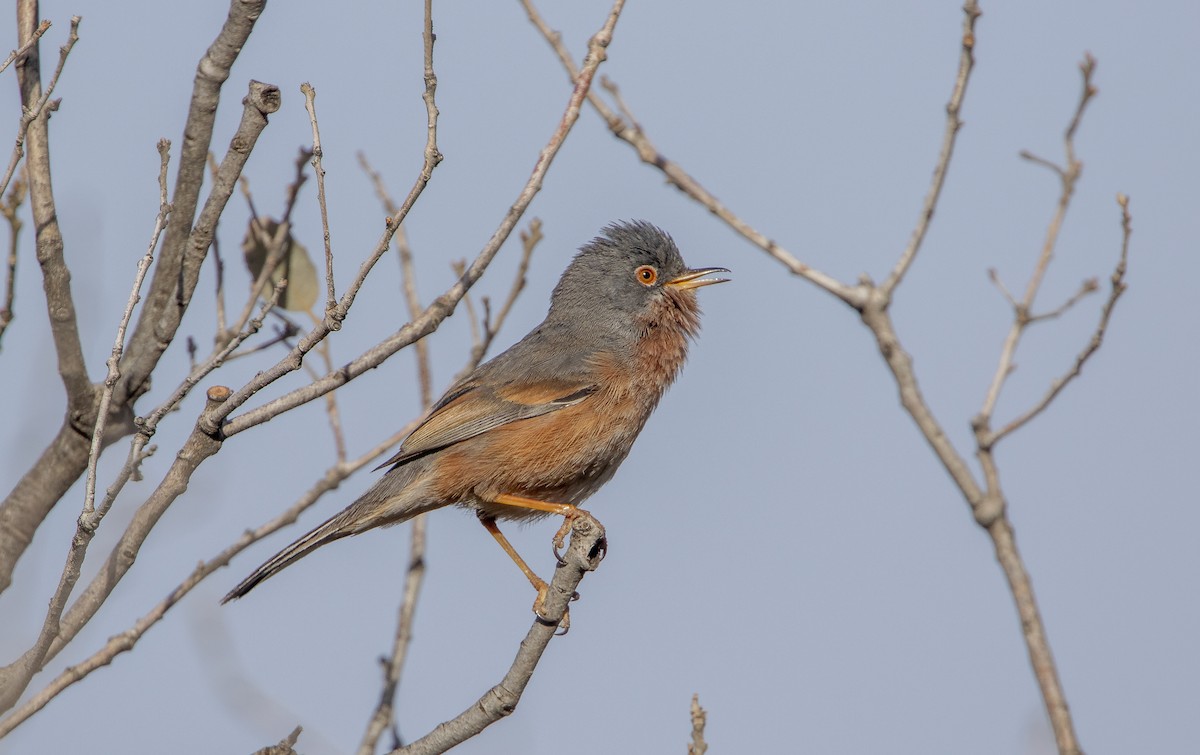 Tristram's Warbler - ML615883129