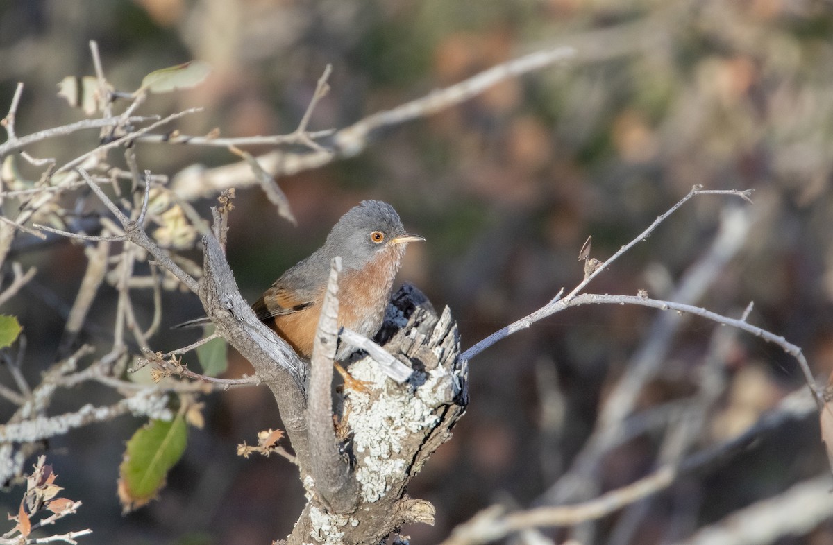 Tristram's Warbler - ML615883133