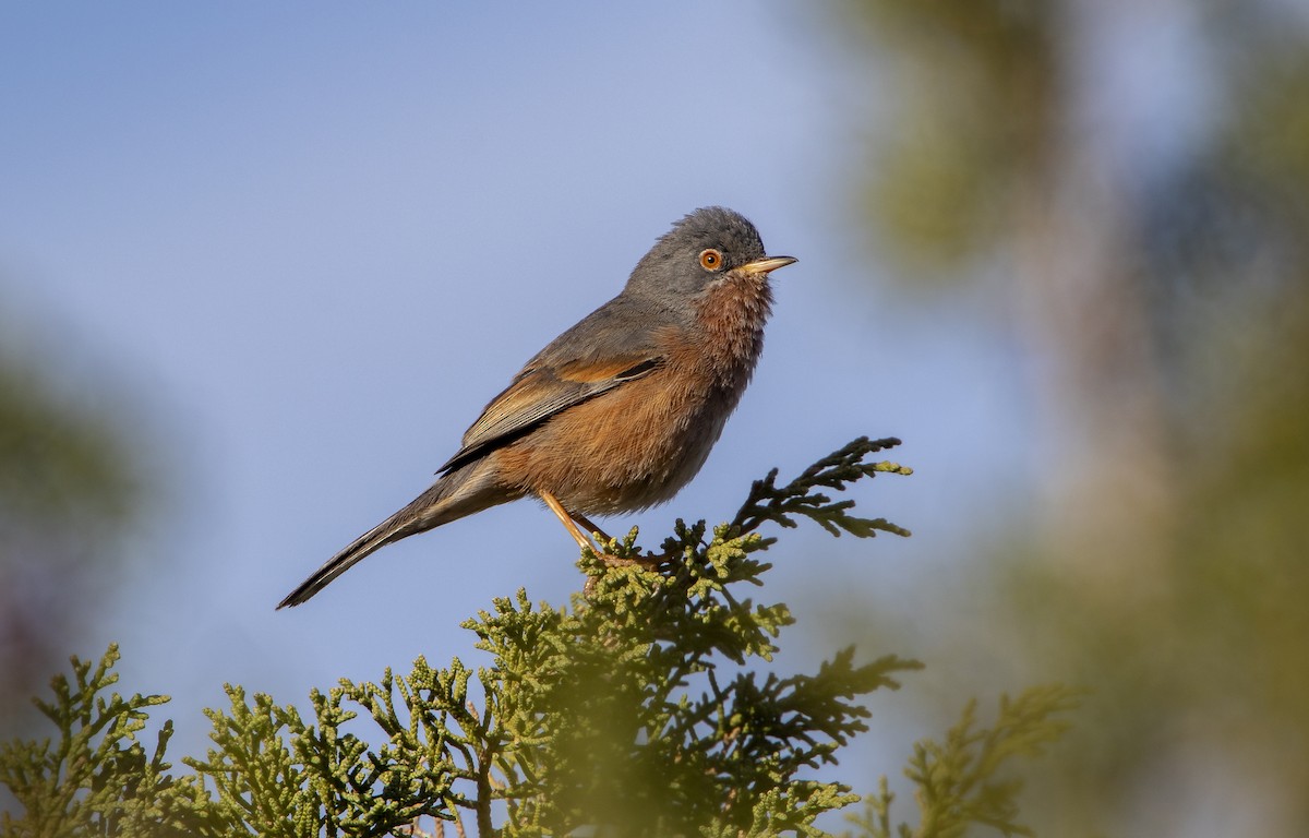 Tristram's Warbler - ML615883143