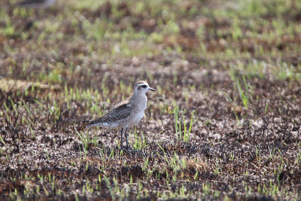 American Golden-Plover - Kit Pflughoft