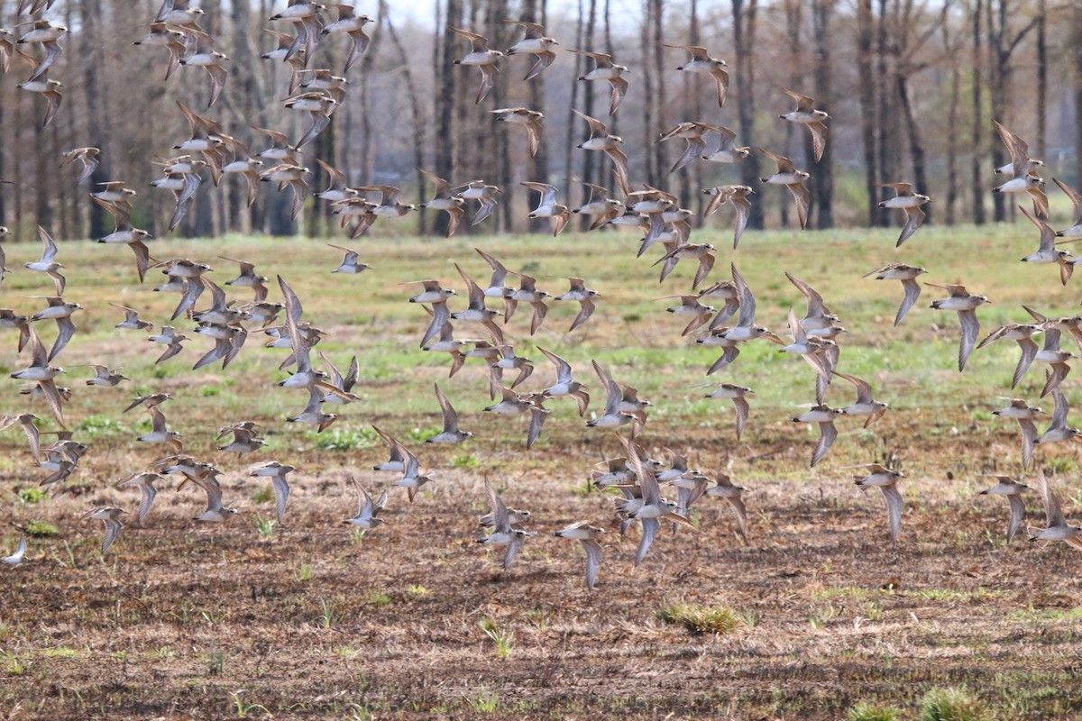 American Golden-Plover - Kit Pflughoft