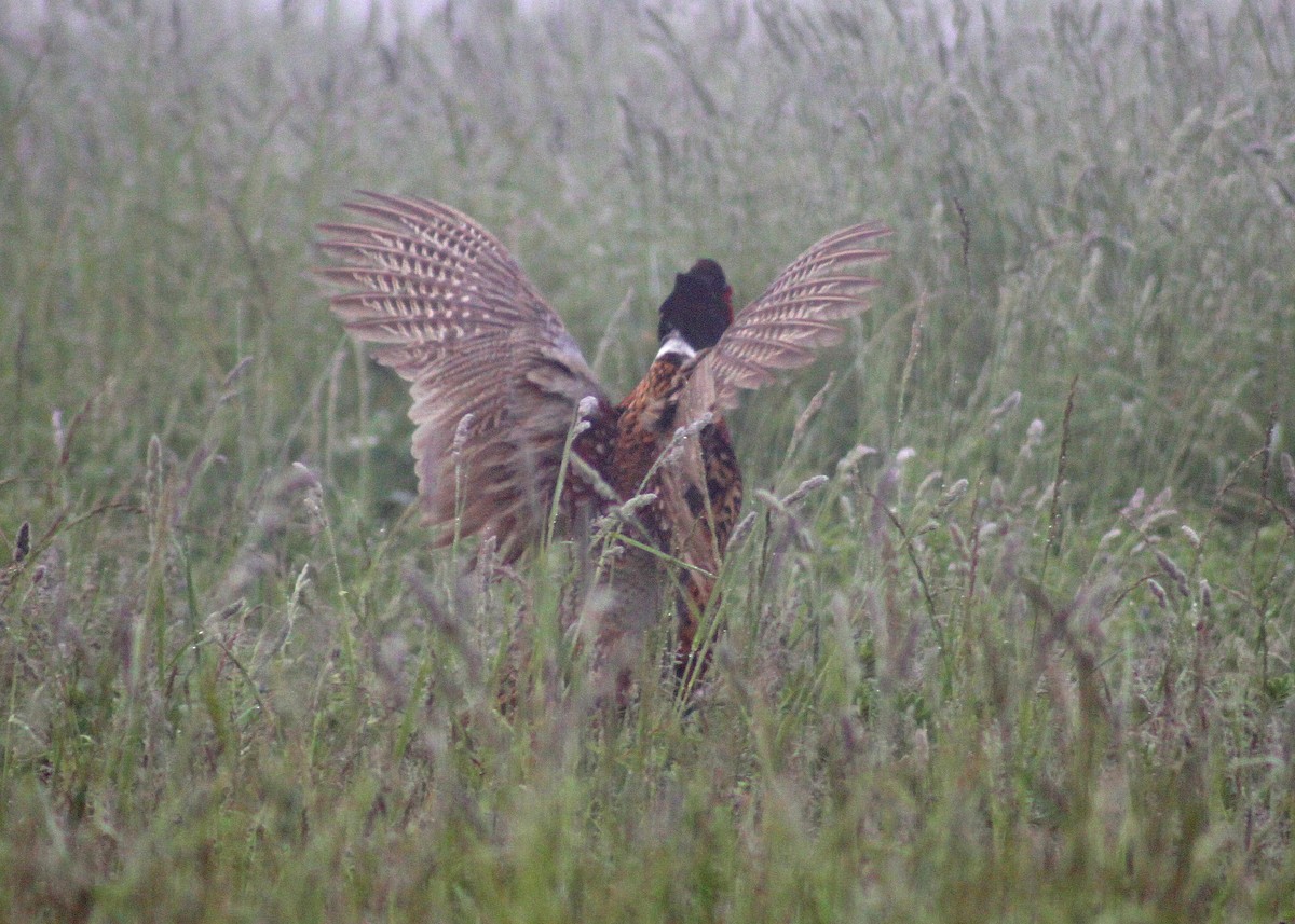 Ring-necked Pheasant - ML615883194
