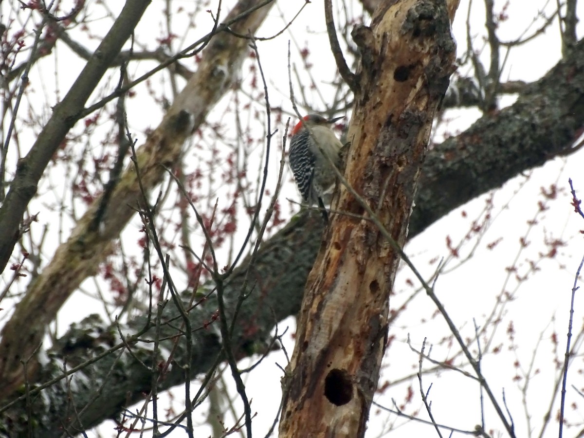 Red-bellied Woodpecker - Marla Coppolino