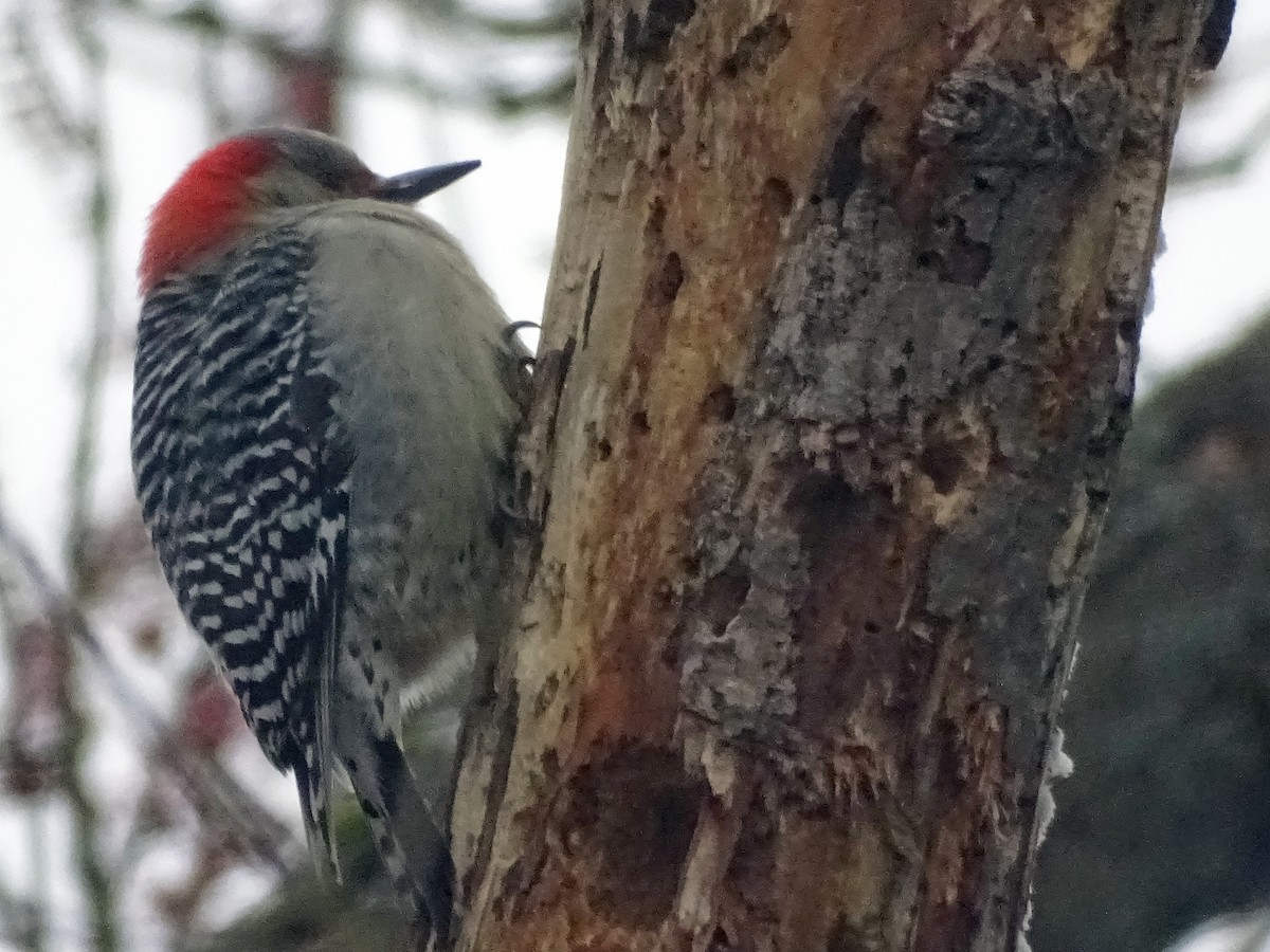 Red-bellied Woodpecker - Marla Coppolino