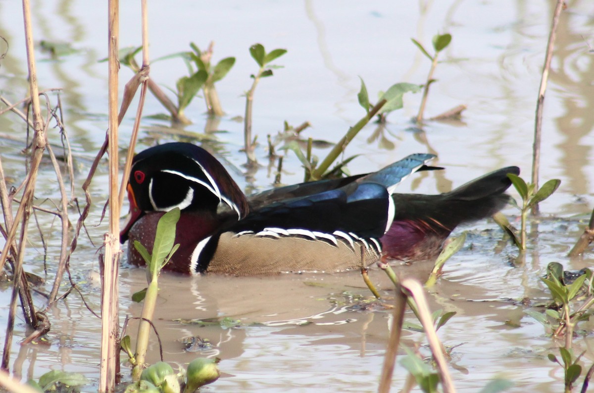 Wood Duck - ML615883268