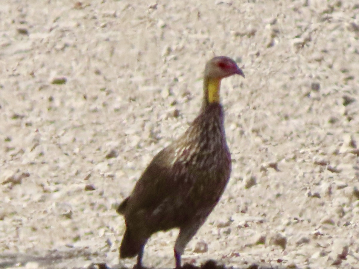 Yellow-necked Spurfowl - ML615883302