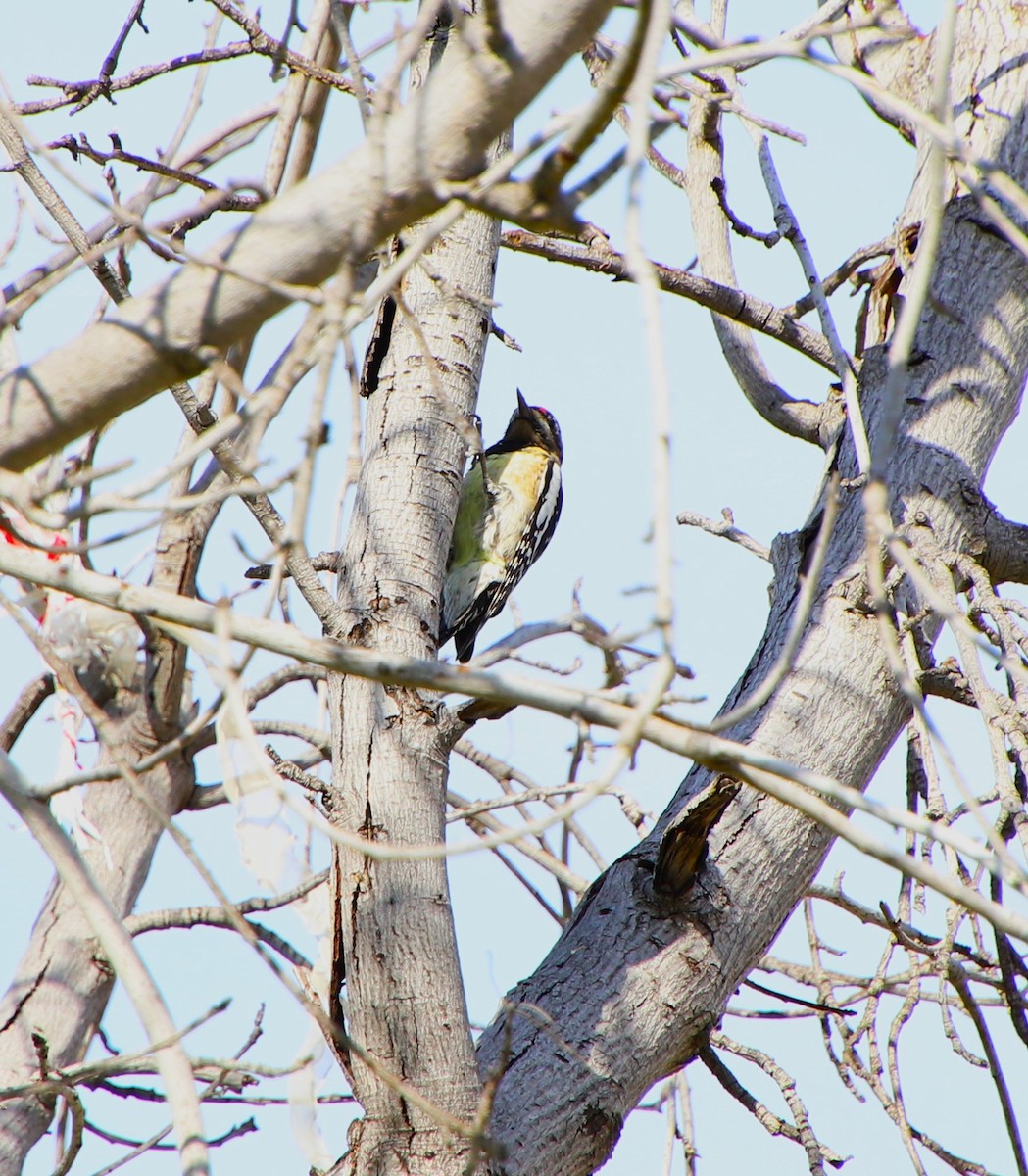 Yellow-bellied Sapsucker - Drew Hatcher